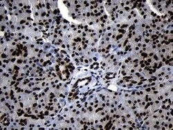 Invitrogen HOXC4 Monoclonal Antibody (OTI1F6) 100 &mu;L; Unconjugated:Antibodies,