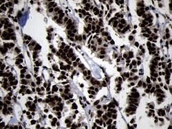 Invitrogen HOXC4 Monoclonal Antibody (OTI1F6) 100 &mu;L; Unconjugated:Antibodies,