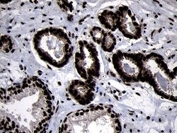 Invitrogen HOXC4 Monoclonal Antibody (OTI1F6) 100 &mu;L; Unconjugated:Antibodies,
