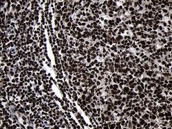 Invitrogen HOXC4 Monoclonal Antibody (OTI1F6) 100 &mu;L; Unconjugated:Antibodies,