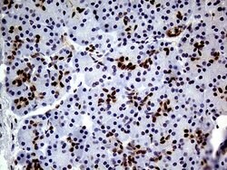 Invitrogen TCF12 Monoclonal Antibody (OTI3C11) 100 &mu;L; Unconjugated:Antibodies,