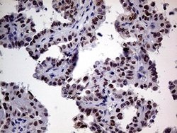 Invitrogen TCF12 Monoclonal Antibody (OTI3C11) 100 &mu;L; Unconjugated:Antibodies,