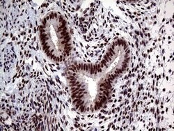 Invitrogen TCF12 Monoclonal Antibody (OTI3C11) 100 &mu;L; Unconjugated:Antibodies,