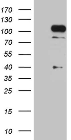 Invitrogen TCF12 Monoclonal Antibody (OTI3C11) 100 &mu;L; Unconjugated:Antibodies,