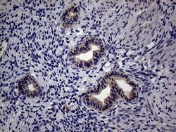 Invitrogen TRIP13 Monoclonal Antibody (OTI2F5) 100 &mu;L; Unconjugated:Antibodies,