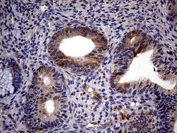 Invitrogen TRIP13 Monoclonal Antibody (OTI2F5) 100 &mu;L; Unconjugated:Antibodies,