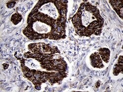 Invitrogen TIMM8A Monoclonal Antibody (OTI5C8) 100 &mu;L; Unconjugated:Antibodies,
