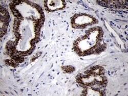 Invitrogen TIMM8A Monoclonal Antibody (OTI5C8) 100 &mu;L; Unconjugated:Antibodies,