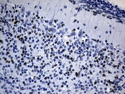Invitrogen PHF20L1 Monoclonal Antibody (OTI1F4) 100 &mu;L; Unconjugated:Antibodies,