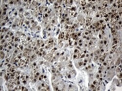 Invitrogen AGPAT9 Monoclonal Antibody (OTI1D11) 100 &mu;L; Unconjugated:Antibodies,