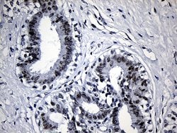 Invitrogen SUPT16H Monoclonal Antibody (OTI8A1) 100 &mu;L; Unconjugated:Antibodies,