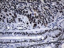 Invitrogen SUPT16H Monoclonal Antibody (OTI8A1) 100 &mu;L; Unconjugated:Antibodies,