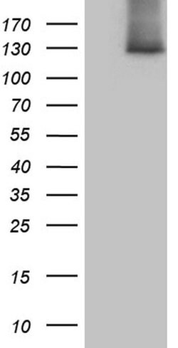Invitrogen SUPT16H Monoclonal Antibody (OTI8A1) 100 &mu;L; Unconjugated:Antibodies,