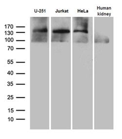 Invitrogen SUPT16H Monoclonal Antibody (OTI8A1) 100 &mu;L; Unconjugated:Antibodies,