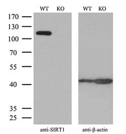 Invitrogen SIRT1 Monoclonal Antibody (OTI1H1) 100 &mu;L; Unconjugated:Antibodies,