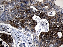 Invitrogen SIRT1 Monoclonal Antibody (OTI5B2) 100 &mu;L; Unconjugated:Antibodies,