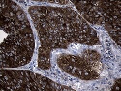Invitrogen SIRT1 Monoclonal Antibody (OTI5B2) 100 &mu;L; Unconjugated:Antibodies,