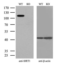 Invitrogen SIRT1 Monoclonal Antibody (OTI5B2) 100 &mu;L; Unconjugated:Antibodies,