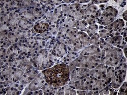 Invitrogen USP40 Monoclonal Antibody (OTI2C5) 100 &mu;L; Unconjugated:Antibodies,