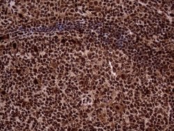 Invitrogen TALDO1 Monoclonal Antibody (OTI2E4) 100 &mu;L; Unconjugated:Antibodies,