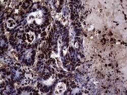 Invitrogen TALDO1 Monoclonal Antibody (OTI2E4) 100 &mu;L; Unconjugated:Antibodies,