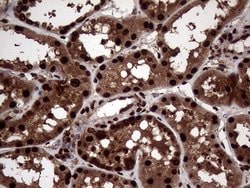 Invitrogen TALDO1 Monoclonal Antibody (OTI2E4) 100 &mu;L; Unconjugated:Antibodies,