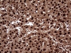Invitrogen TALDO1 Monoclonal Antibody (OTI2E4) 100 &mu;L; Unconjugated:Antibodies,