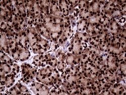 Invitrogen TALDO1 Monoclonal Antibody (OTI2E4) 100 &mu;L; Unconjugated:Antibodies,