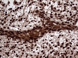 Invitrogen TALDO1 Monoclonal Antibody (OTI2E4) 100 &mu;L; Unconjugated:Antibodies,