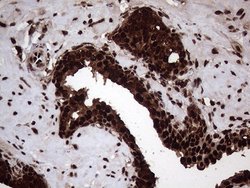 Invitrogen TALDO1 Monoclonal Antibody (OTI2E4) 100 &mu;L; Unconjugated:Antibodies,
