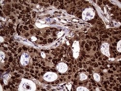 Invitrogen TALDO1 Monoclonal Antibody (OTI1E5) 100 &mu;L; Unconjugated:Antibodies,