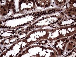 Invitrogen TALDO1 Monoclonal Antibody (OTI1E5) 100 &mu;L; Unconjugated:Antibodies,