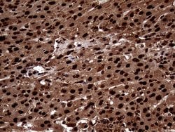Invitrogen TALDO1 Monoclonal Antibody (OTI1E5) 100 &mu;L; Unconjugated:Antibodies,