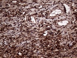 Invitrogen TALDO1 Monoclonal Antibody (OTI1E5) 100 &mu;L; Unconjugated:Antibodies,
