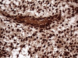 Invitrogen TALDO1 Monoclonal Antibody (OTI1E5) 100 &mu;L; Unconjugated:Antibodies,