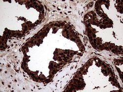 Invitrogen TALDO1 Monoclonal Antibody (OTI1E5) 100 &mu;L; Unconjugated:Antibodies,