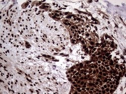 Invitrogen TALDO1 Monoclonal Antibody (OTI1E5) 100 &mu;L; Unconjugated:Antibodies,