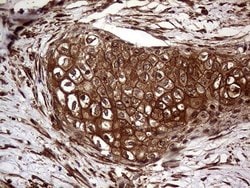 Invitrogen CLCA1 Monoclonal Antibody (OTI8E7) 100 &mu;L; Unconjugated:Antibodies,