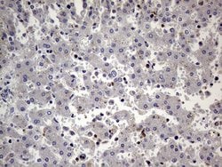 Invitrogen PRRT2 Monoclonal Antibody (OTI9H8) 100 &mu;L; Unconjugated:Antibodies,
