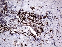 Invitrogen PRRT2 Monoclonal Antibody (OTI9H8) 100 &mu;L; Unconjugated:Antibodies,