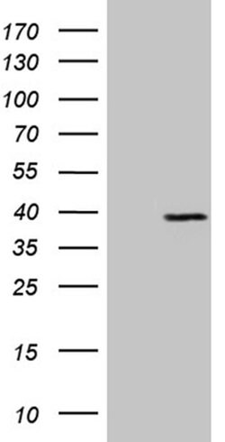 Invitrogen PRRT2 Monoclonal Antibody (OTI9H8) 100 &mu;L; Unconjugated:Antibodies,