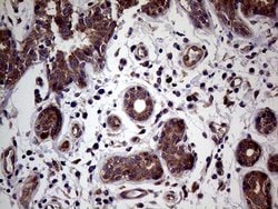 Invitrogen JIP1 Monoclonal Antibody (OTI1D9) 100 &mu;L; Unconjugated:Antibodies,