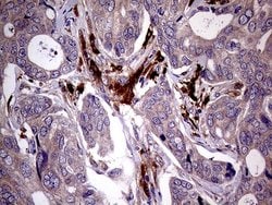 Invitrogen JIP1 Monoclonal Antibody (OTI1D9) 100 &mu;L; Unconjugated:Antibodies,