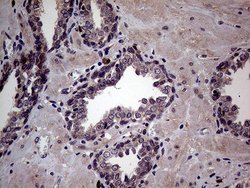 Invitrogen JIP1 Monoclonal Antibody (OTI1D9) 100 &mu;L; Unconjugated:Antibodies,