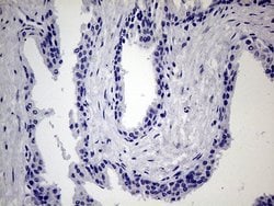 Invitrogen JIP1 Monoclonal Antibody (OTI1D9) 100 &mu;L; Unconjugated:Antibodies,