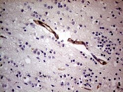 Invitrogen SEMA3D Monoclonal Antibody (OTI2H4) 100 &mu;L; Unconjugated:Antibodies,