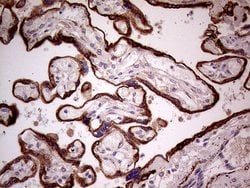 Invitrogen SEMA3D Monoclonal Antibody (OTI2H4) 100 &mu;L; Unconjugated:Antibodies,