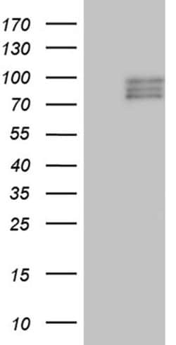 Invitrogen SEMA3D Monoclonal Antibody (OTI2H4) 100 &mu;L; Unconjugated:Antibodies,