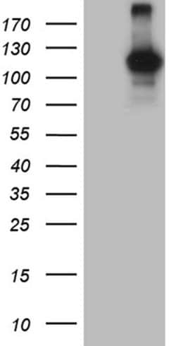 Invitrogen DGKZ Monoclonal Antibody (OTI1A6) 100 &mu;L; Unconjugated:Antibodies,