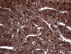 Invitrogen AMDHD1 Monoclonal Antibody (OTI1C12) 100 &mu;L; Unconjugated:Antibodies,